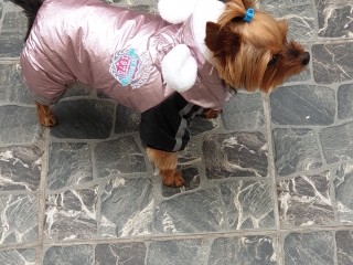 Baníka
