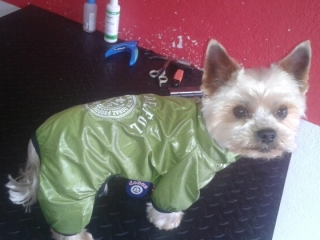 Toby