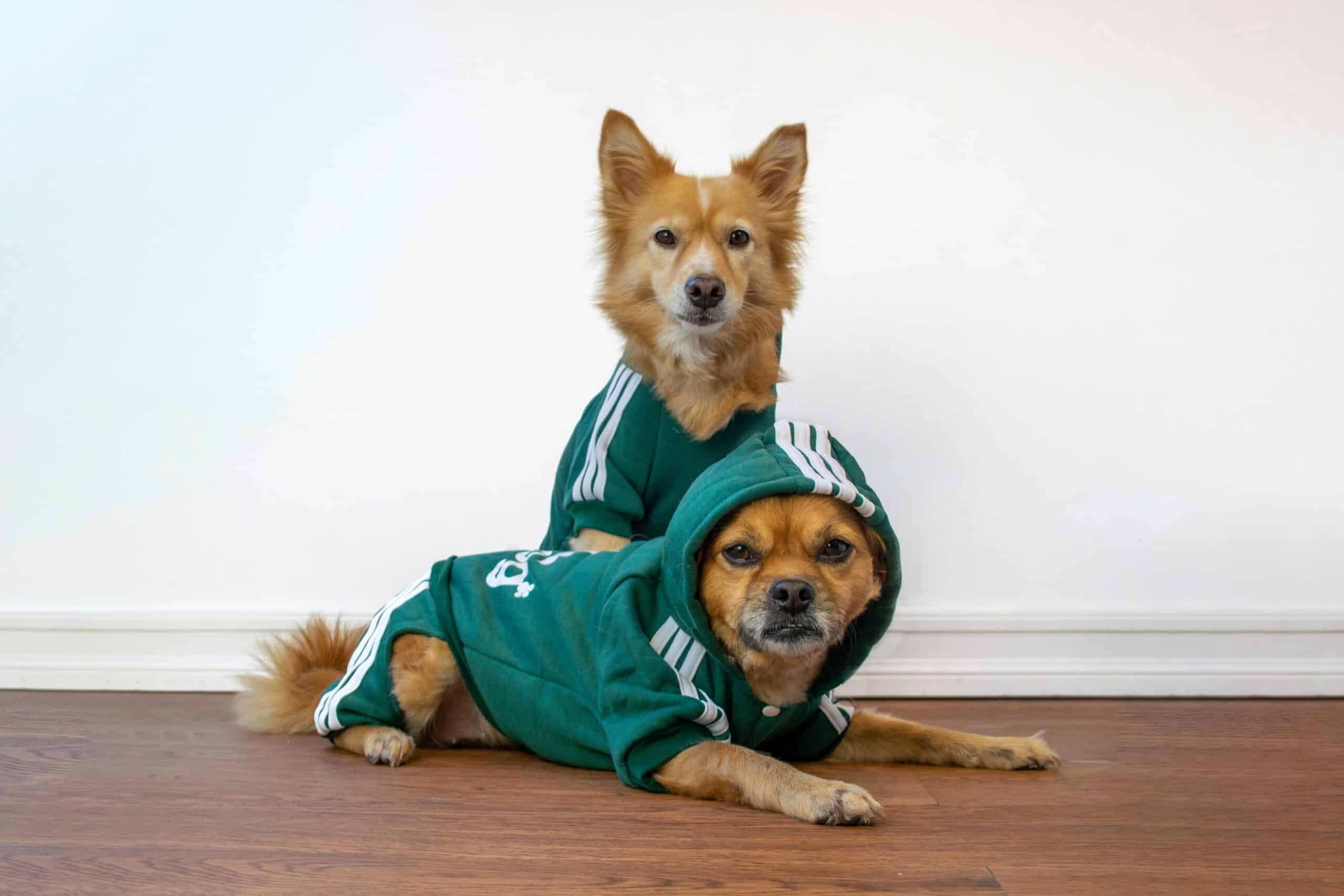 cute dogs in green sweats 2022 11 01 08 32 52 utc scaled - Oblečenie pre psov - Psishop.sk