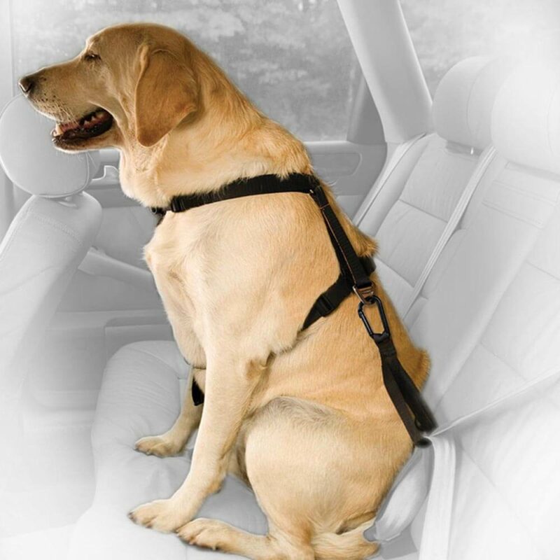 bezpecnostny autopas pre psa s uskom kurgo seatbelt tether carabiner2 - Oblečenie pre psov - Psishop.sk
