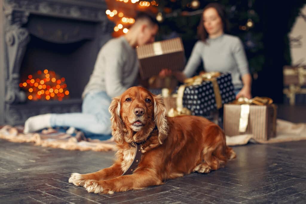 Vianočné oblečenie pre psov – štýlový a funkčný odev vhodný aj ako dar