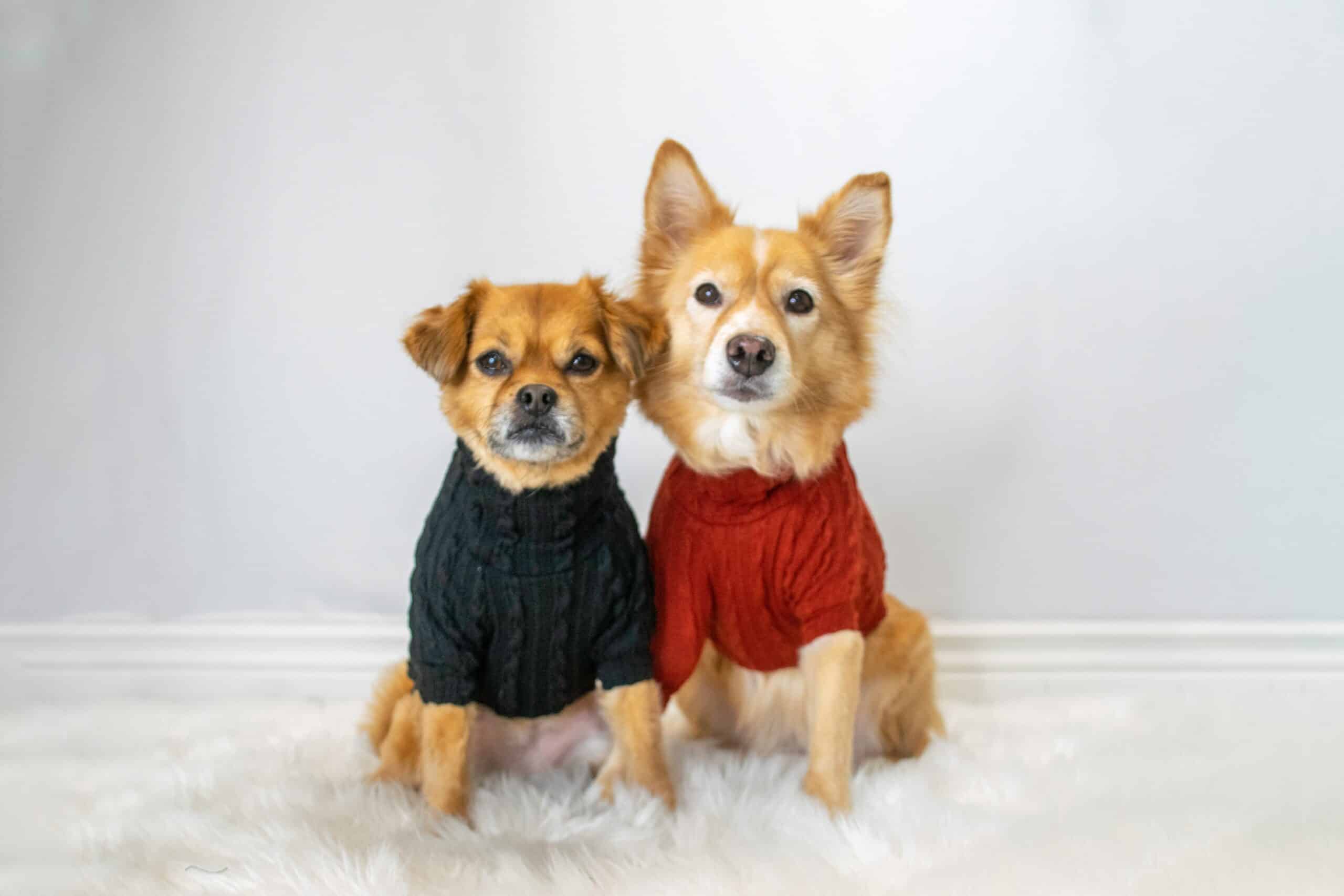 Štrikovaný, pletený alebo háčkovaný? Ktorý sveter pre psov je ten najlepší?