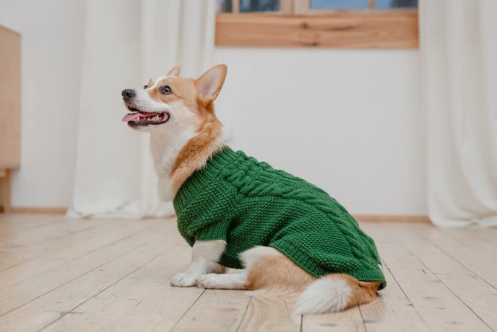 Prechádzky bez starostí: Toto jarné oblečenie pre psov si zamilujete - dog wearing green sweater sits wooden floor oblečenie pre psov
