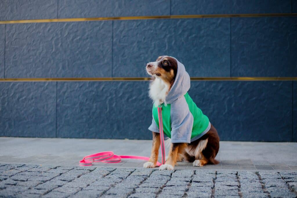 Prechádzky bez starostí: Toto jarné oblečenie pre psov si zamilujete - dog wearing hoodie sits sidewalk front blue wall oblečenie pre psov